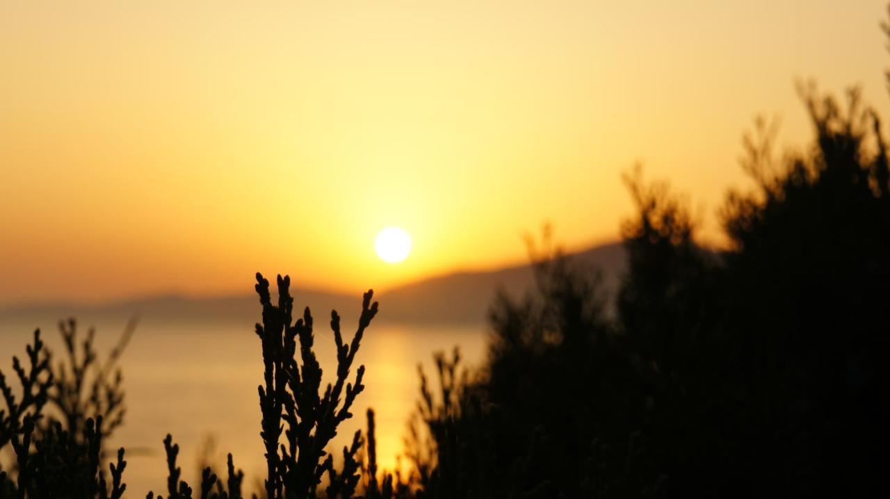 Camélia Plein Soleil Bord De Coti-Chiavari (Corsica)