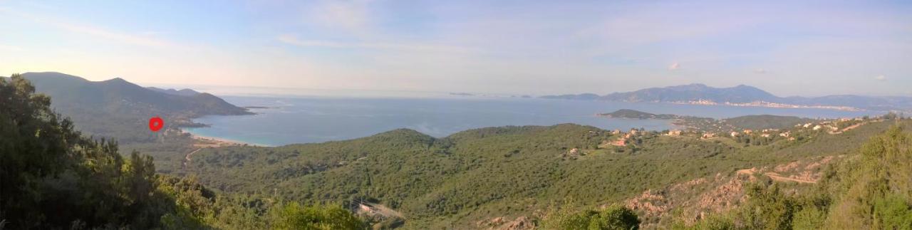 Camélia Plein Soleil Bord De Coti-Chiavari (Corsica)