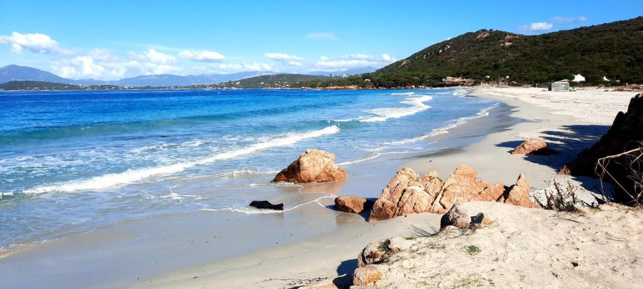 Camélia Plein Soleil Bord De Coti-Chiavari (Corsica)